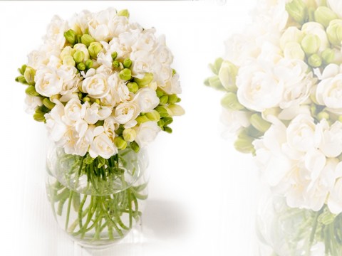 41 frezii albe: Carnations