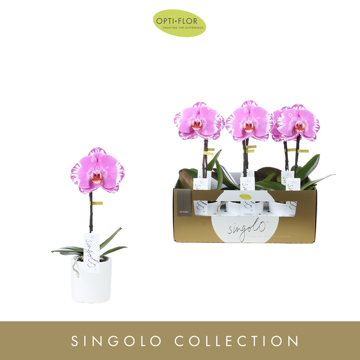 Melbourne flower: Divina Orhidee Singolo 