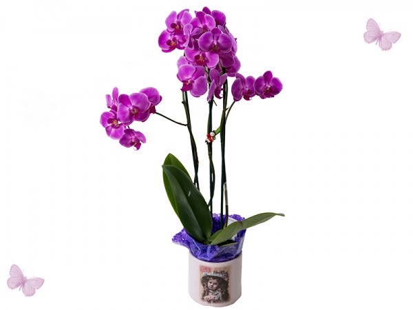 Orhidee cu 3 tije in ghiveci ceramic: I love you