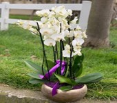 Orhidee planta in vas ceramic: Intre 301 si 500 lei