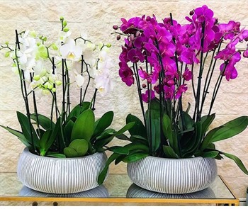 Five Orchids