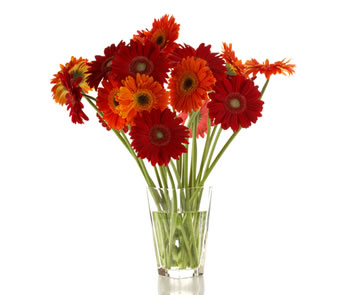17 gerberas in two colours