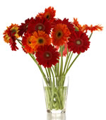 17 gerbere in doua culori: Flori in vaza